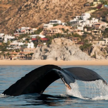 Cabo San Lucas Tours - Travel Services Near Me