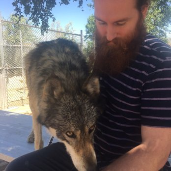 Wolf Mountain Sanctuary - Animal Shelters Near Me - Lucerne Valley, California Wolf Mountain Sanctuary - Animal Shelters Near Me - Lucerne Valley, California