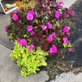 Mackey's Orchards - a potted plant with purple flowers - Fruits & Veggies Near Me - Belvidere, New Jersey