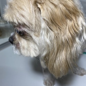 Pooch Pawlor Spa - Pet Groomers Near Me - Glendale, California