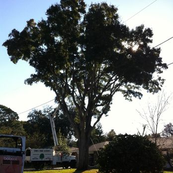 Tom's Tree Service - Gardeners Near Me - Mount Dora, Florida Tom's Tree Service - Gardeners Near Me - Mount Dora, Florida
