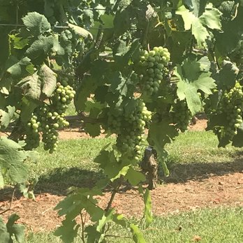 Three Fox Vineyards & Brewery - Wineries Near Me - Delaplane, Virginia