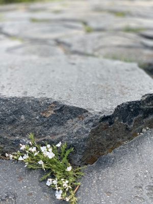 Devils Postpile National Monument by null