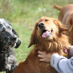 C and C Kennel - Giley grabbing some attention!