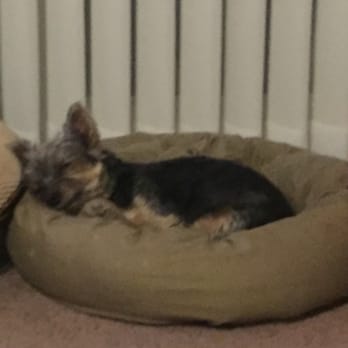 Dog On Fun - After a fun day at doggie camp this little guy sleeps peacefully for hours. Best place to take my baby dog. - Pet Sitting Near Me - Covina, California
