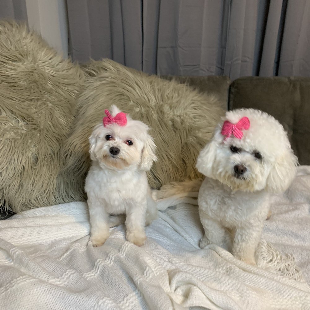 Calling All Paws - Snow White (Shitzu Maltese) and Cayenne Chin (Maltese Terrier) - Pet Groomers Near Me - Las Vegas, Nevada