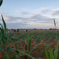 South Texas Maize - Flower field