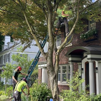 Ripley Tree Service - Tree Services Near Me - Burton, Ohio Ripley Tree Service - Tree Services Near Me - Burton, Ohio