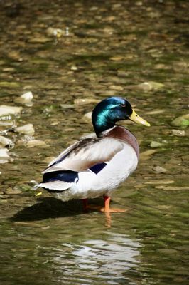 Bob Jones Trail Head by null