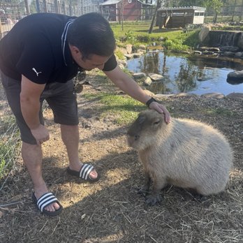 Showcase of Citrus - Capybara experience.  Ron and Miss Rhonda were spectacular to feed. - Attraction Farms Near Me - Clermont, Florida