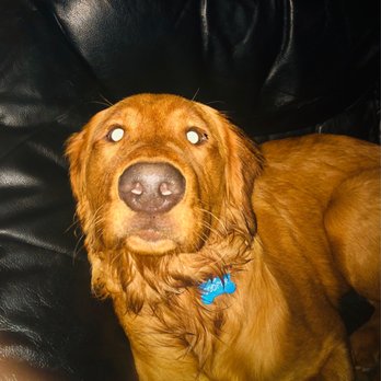 Petco - Nicely cleaned pup - Pet Training Near Me - Millington, Tennessee