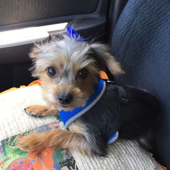 Stella's Pet Spa - New hair cut - Pet Groomers Near Me - Corona, California Stella's Pet Spa - New hair cut - Pet Groomers Near Me - Corona, California