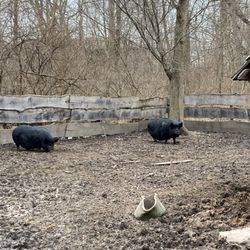 Lincoln Log Cabin - Pigs