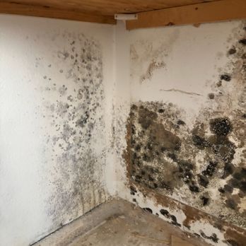 My Mitigation Friend - Mold! - Damage Restoration Near Me