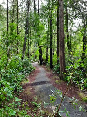 Darlingtonia State Natural Site by null