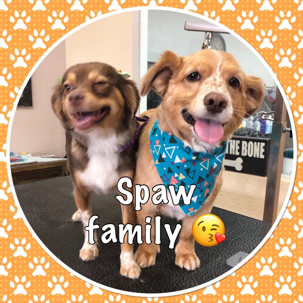 URBAN PET SPAW Updated October 2024 660 Photos & 61 Reviews 731