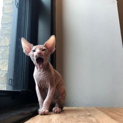 Sacred Sphynx - Little leo