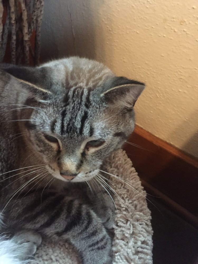 SOUTHGATE VETERINARY HOSPITAL Updated September 2024 16 Reviews