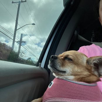 Surf Paws Animal Hospital - Veterinarians Near Me - Honolulu, Hawaii Surf Paws Animal Hospital - Veterinarians Near Me - Honolulu, Hawaii