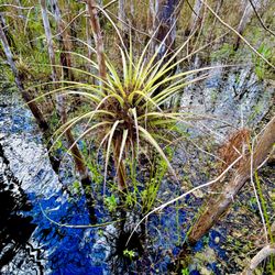 Big Cypress Gallery - Swamp tour