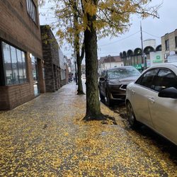 Squirrel Hill - Falling leaves on Murray