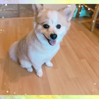 Coats & Tails - Pet Groomers Near Me - Portland, Oregon Coats & Tails - Pet Groomers Near Me - Portland, Oregon