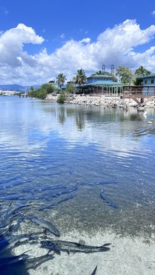 La Guancha by null