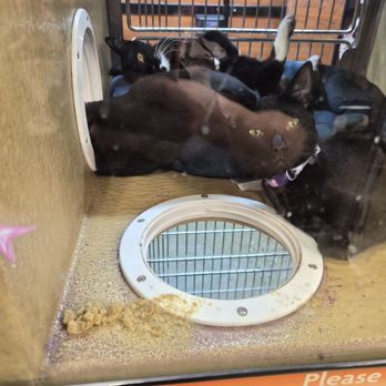 PetSmart - Dried throw up in the cat's enclosure - Pet Stores Near Me - Pico Rivera, California