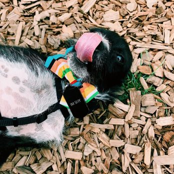 berry hill pet hospital