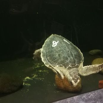 Long Island Aquarium - Turtle rescue - Aquariums Near Me - Riverhead, New York Long Island Aquarium - Turtle rescue - Aquariums Near Me - Riverhead, New York