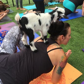 ATX Goat Yoga - Yoga Near Me - Bastrop, Texas ATX Goat Yoga - Yoga Near Me - Bastrop, Texas