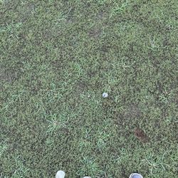 Augusta Pines Golf Club