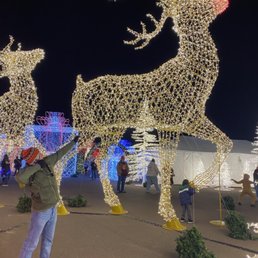 Reindeer Reindeer