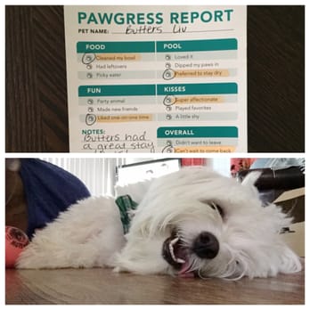 Pet Paradise Plano Premier - pawgress report complete with a worn out pup - Pet Groomers Near Me - Plano, Texas Pet Paradise Plano Premier - pawgress report complete with a worn out pup - Pet Groomers Near Me - Plano, Texas