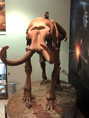Burpee Museum of Natural History by null
