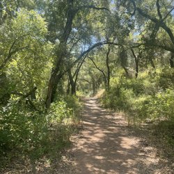 Ventura River Preserve - Oak shade by creek