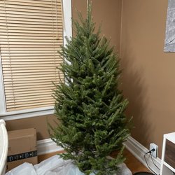 Superior Evergreens - 5ftish tree this year, 2022.