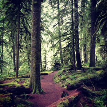 Old Salmon River Trail - Hiking Near Me - Clackamas, Oregon