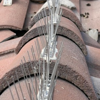 SunWorx Solar Services - bird-spikes-installed-ridge-tile-closeup - Solar Panel Cleaning Near Me SunWorx Solar Services - bird-spikes-installed-ridge-tile-closeup - Solar Panel Cleaning Near Me