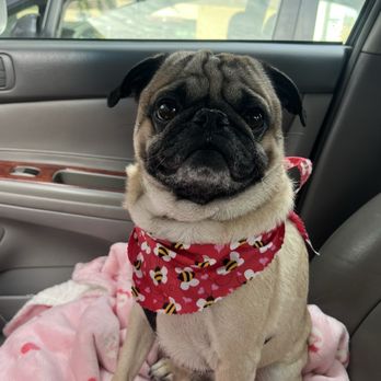 Doggie Grooming Styles - Pet Groomers Near Me - Campbell, California Doggie Grooming Styles - Pet Groomers Near Me - Campbell, California
