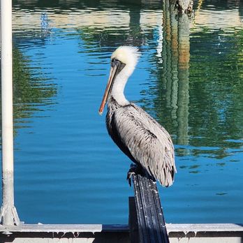 Key King Charters - Boat Charters Near Me Key King Charters - Boat Charters Near Me