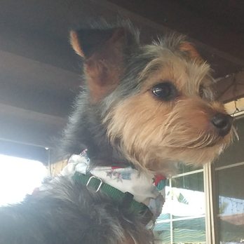 Heavenly Paws - My Snoodles went for a bath and trim and looks so cute as usual. - Pet Groomers Near Me - Upland, California Heavenly Paws - My Snoodles went for a bath and trim and looks so cute as usual. - Pet Groomers Near Me - Upland, California