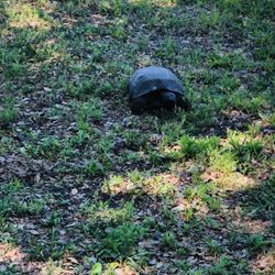 Walsingham Park - Tortoise