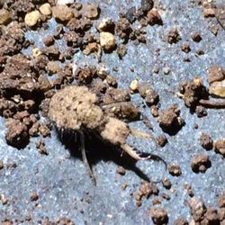 Bug Out Pest Management - Ant Lion