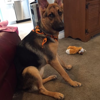 PetSmart - Aj after her bath and brush. She even got a Halloween themed bandanna! Thank you Sarah C!! - Pet Stores Near Me - Corona, California PetSmart - Aj after her bath and brush. She even got a Halloween themed bandanna! Thank you Sarah C!! - Pet Stores Near Me - Corona, California
