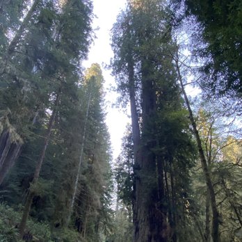 Prairie Creek Redwoods State Park - Giant Redwoods - Parks Near Me - Orick, California Prairie Creek Redwoods State Park - Giant Redwoods - Parks Near Me - Orick, California