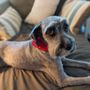 Photo of Our Friends Mobile Pet Care
