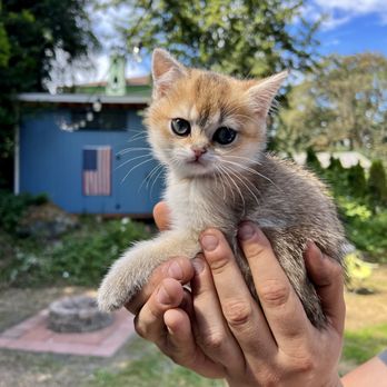 One Love Cats - Pet Breeders Near Me One Love Cats - Pet Breeders Near Me
