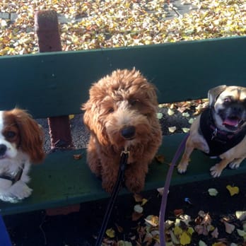 Tuckered Mutts - Dog Walkers Near Me - Dorchester, Massachusetts