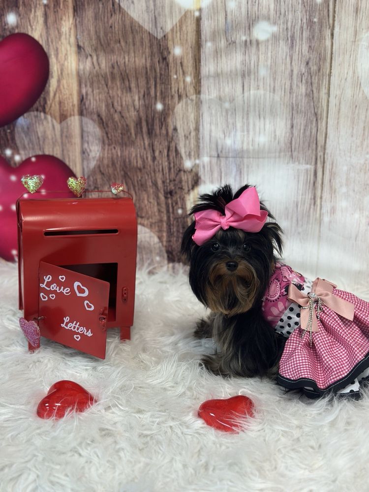 Vanessa's Grooming Salon - pet boarding facility in Kissimmee, FL